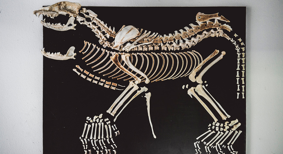 anatomisk skelet fra hund
