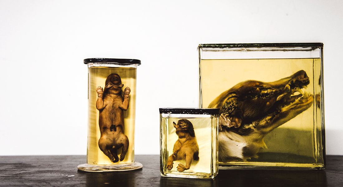 Vådpræparater i glas fra Patologisk samling