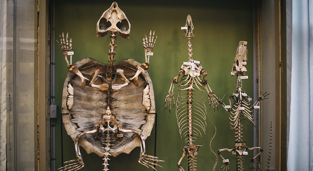 skeletter fra skildpadde og krokodille
